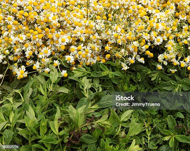 Chamomille E Laurel - Fotografie stock e altre immagini di Bellezza - Bellezza, Camomilla, Colore verde