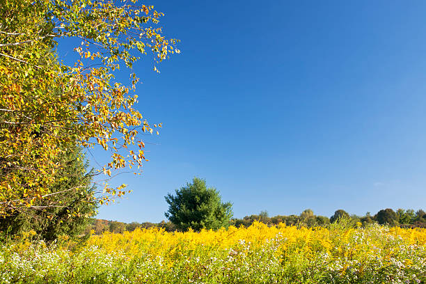 Paese Meadow - foto stock