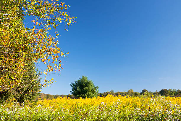 Country Meadow stock photo