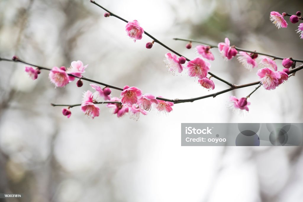 Plum blossoms Plum blossoms in early spring Branch - Plant Part Stock Photo