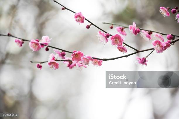 Plum Blossoms Stock Photo - Download Image Now - Branch - Plant Part, Plum Blossom, Backgrounds