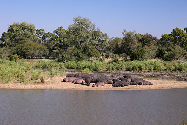 istock Large pod of Hippos sleeping together alongside an African river. 183031833