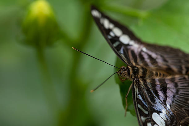 mariposa clipper - parthenos fotografías e imágenes de stock