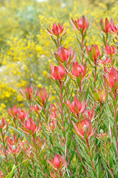 Primavera para baixo em - fotografia de stock