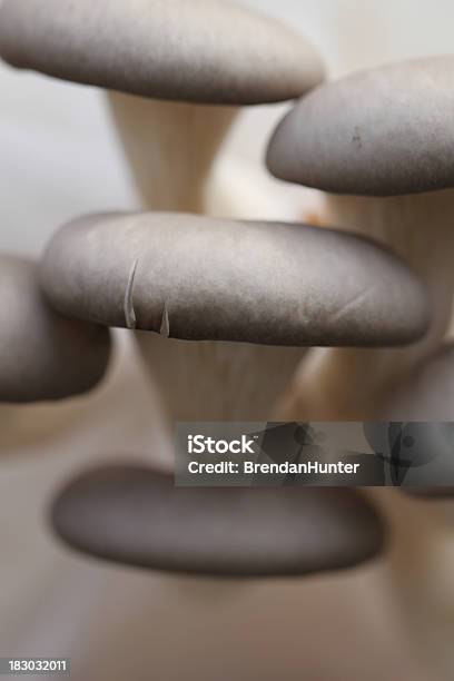 Mushrooms Stock Photo - Download Image Now - Color Image, Edible Mushroom, Extreme Close-Up