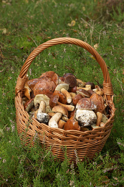 istock Wicker basket full of mushrooms 183032016