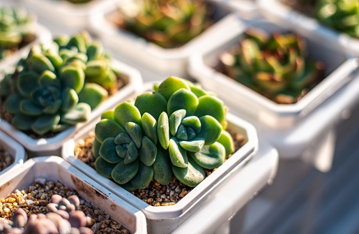A closeup of small potted succulent plants
