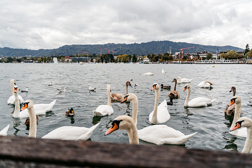 Swans swimming in Lake Zurich in Switzerland.
