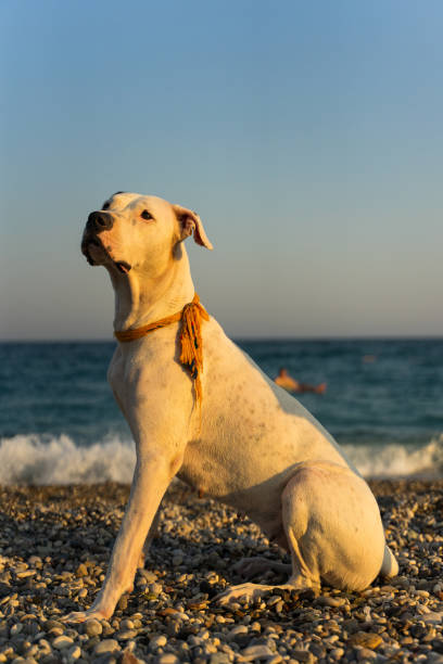 Dogo Argentino A dogo argentino on the beach. dogo argentino stock pictures, royalty-free photos & images
