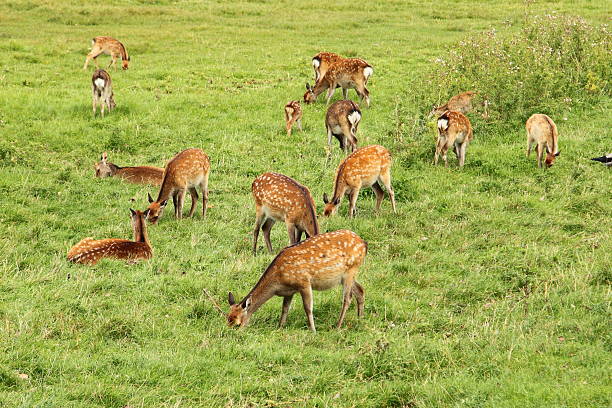 istock Roe deer and fawn 183032383
