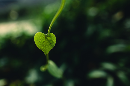 Green heart leaf in nature background