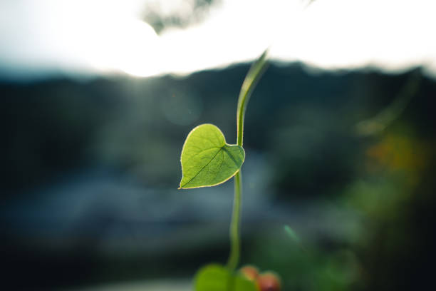istock Green heart leaf in nature 1830324021