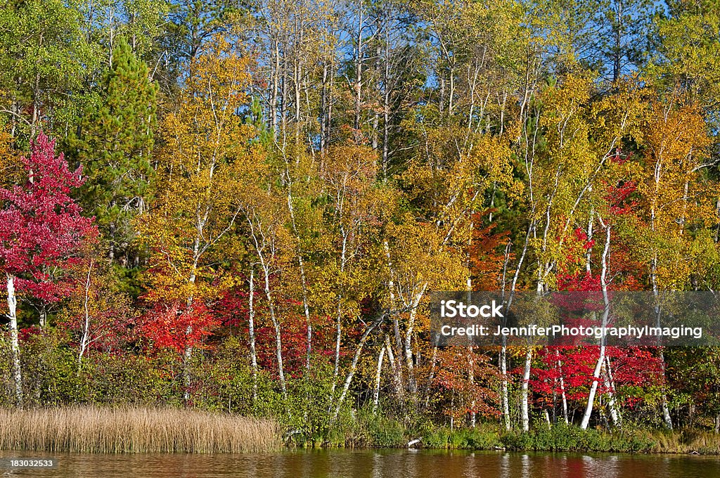 Otoño en Wisconsin - Foto de stock de Abedul libre de derechos