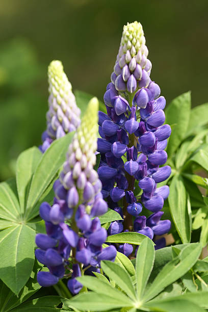 istock Purple lupin flowers 183032565