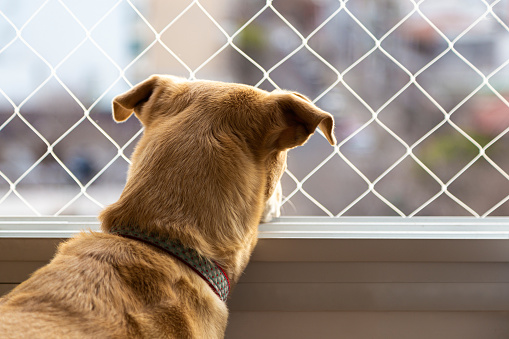 Brown dog looking through a window with safety net. Care pets and childs concept.