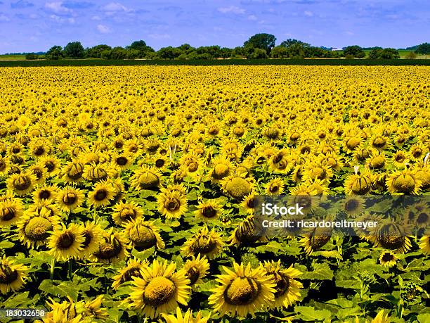Канзас Farm Field С Плотными Укороченный Из Ярких Желтых Подсолнухи — стоковые фотографии и другие картинки Канзас