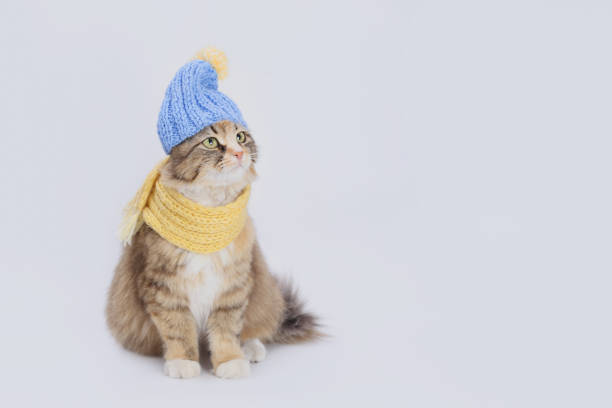 istock Cat in a knitted yellow scarf and a knitted blue hat. 1830331596