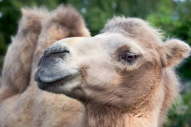 верблюд, крупный план - bactrian camel стоковые фото и изображения