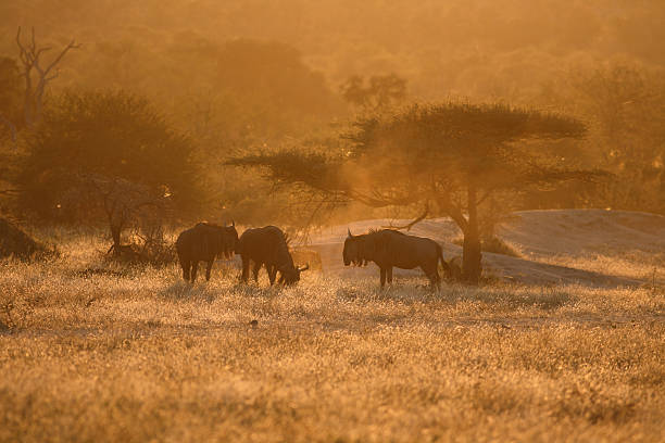 istock Wildebeest under an umbrella thorn acacia tree, orange sunrise sihouette 183033309