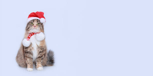 istock Cat in Christmas hat on a white background. 1830333190