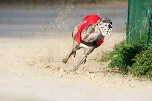 amazing running sight hound