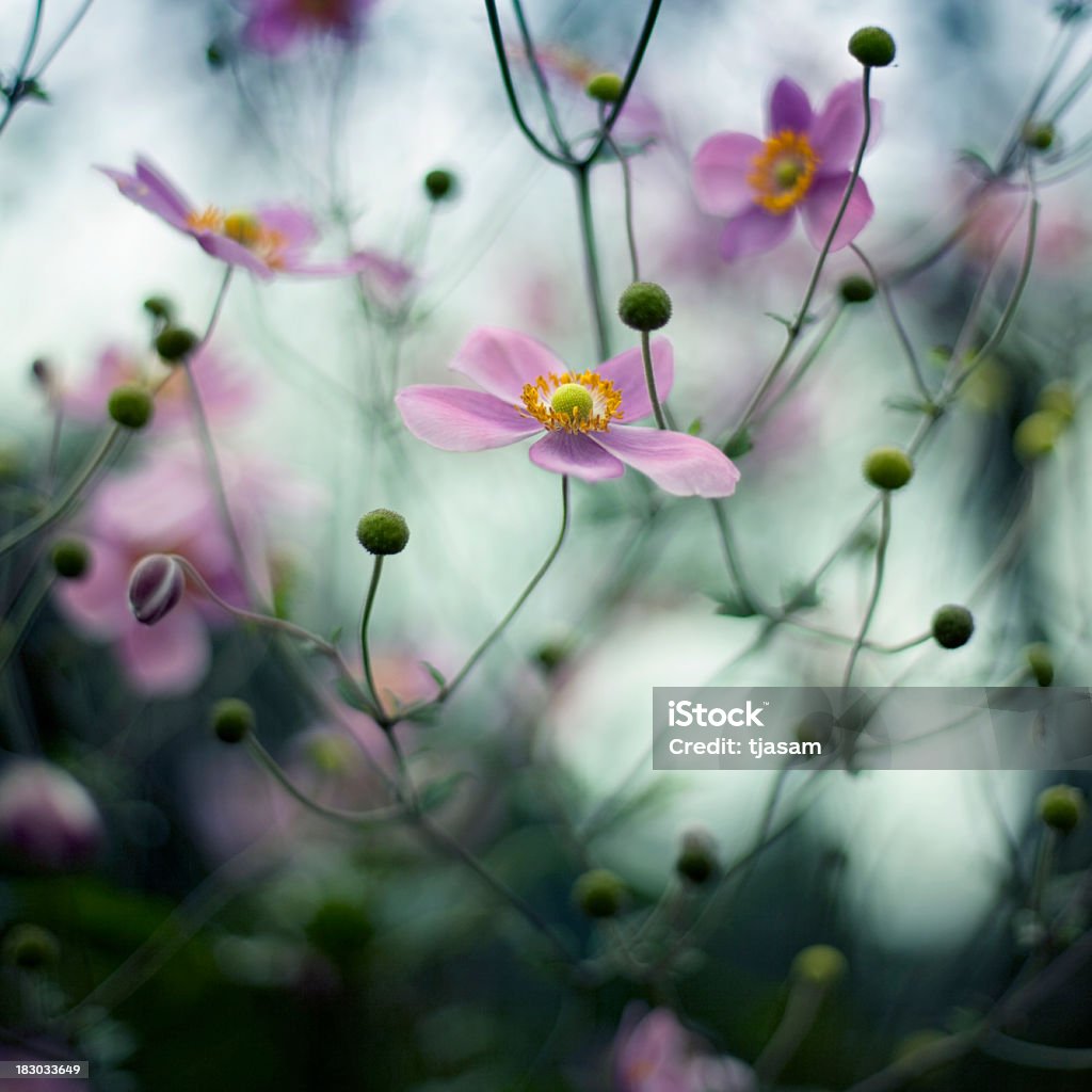 Fiori rosa porcellana - Foto stock royalty-free di Aiuola