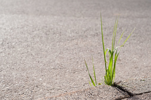 The grass growing between concrete and tar. Nature conquered its place, Germany