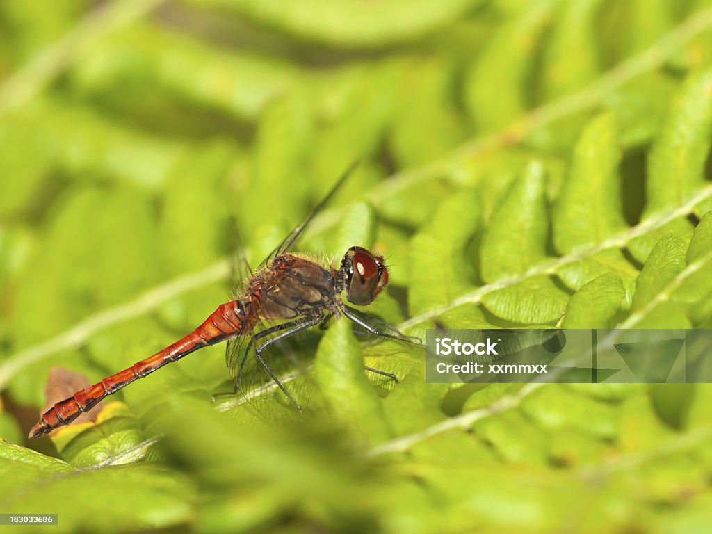 ルディー Darter （Sympetrum sanguineum - アウトフォーカスのロイヤリティフリーストックフォト