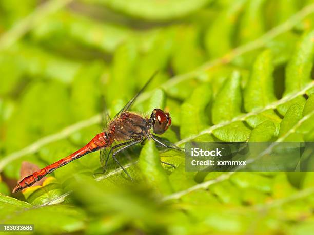 ルディー Darter Sympetrum Sanguineum - アウトフォーカスのストックフォトや画像を多数ご用意 - アウトフォーカス, カラフル, クレナイアカネ