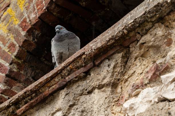 istock Pigeon perched atop an old building 1830337111