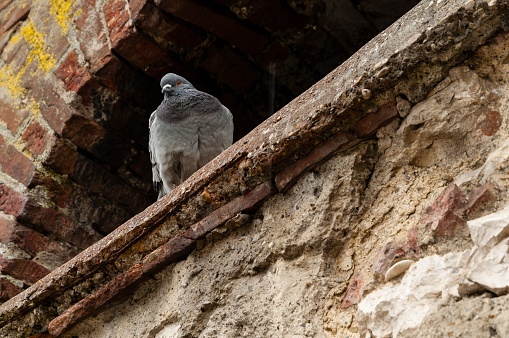 A pigeon perched atop an old building