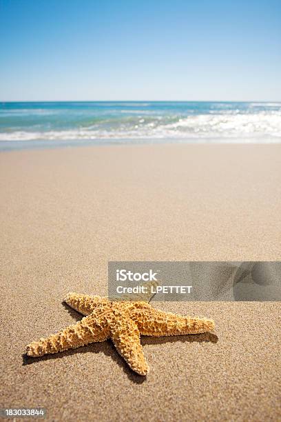 Peixe Estrela De - Fotografias de stock e mais imagens de Areia - Areia, Azul, Califórnia