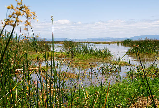 istock Marsh on Lake Chamo near Arba Minch, Ethiopia 183034145