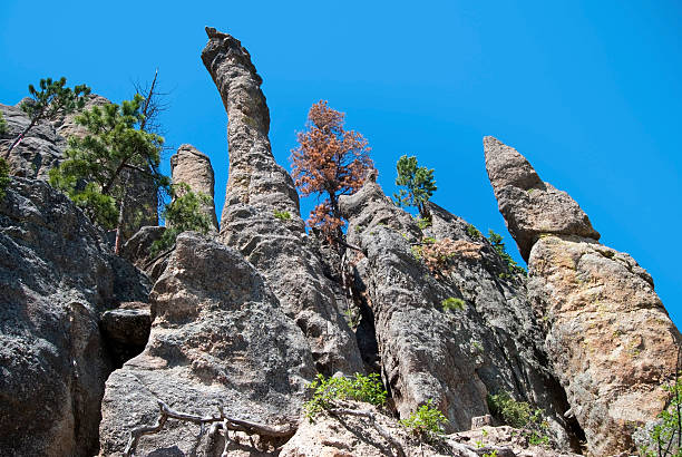 Black Hills Granite 'needles' rise out of the surrounding landscape of the Black Hills at Custer State Park. custer state park stock pictures, royalty-free photos & images