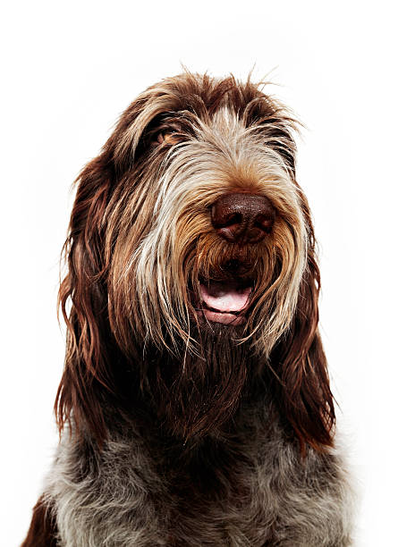 istock Hairy dog portrait 183034345