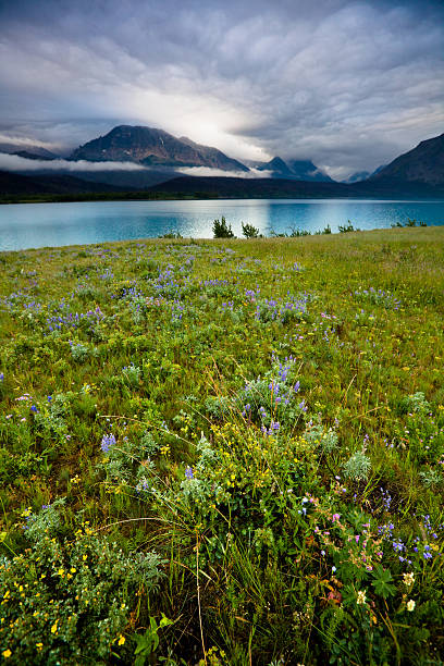 campo de flores silvestres no parque nacional glacier - montana mountain lupine meadow - fotografias e filmes do acervo