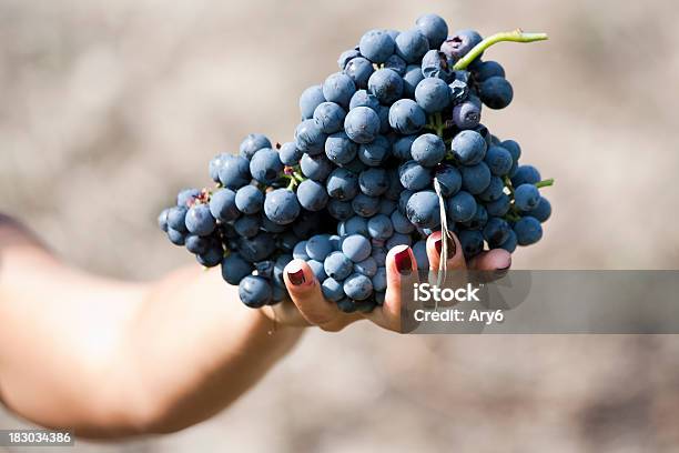 Uva In Autunno Donna Fare La Raccolta - Fotografie stock e altre immagini di Adulto - Adulto, Agricoltura, Ambientazione esterna