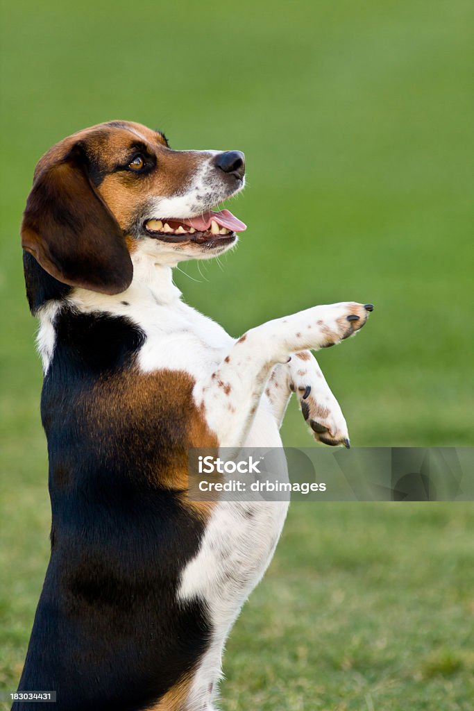 In piedi di Beagle - Foto stock royalty-free di 2000-2009