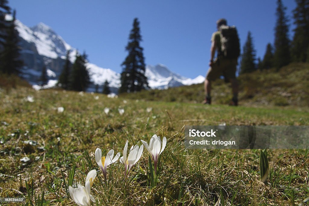 Прогулки на швейцарские Альпы - Стоковые фото Бернское нагорье роялти-фри