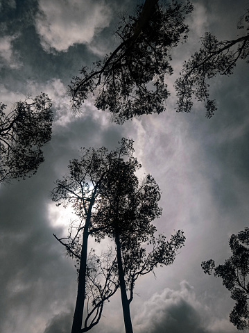 tree background with cloudy sky
