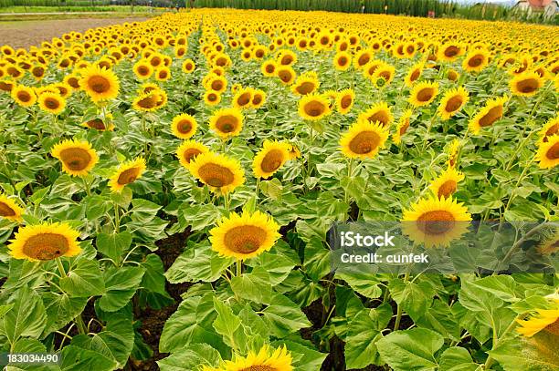 Campo Desabrochando - Fotografias de stock e mais imagens de Agricultura - Agricultura, Amarelo, Ao Ar Livre