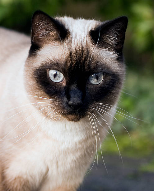 istock Eyes of a siamese cat 183034515