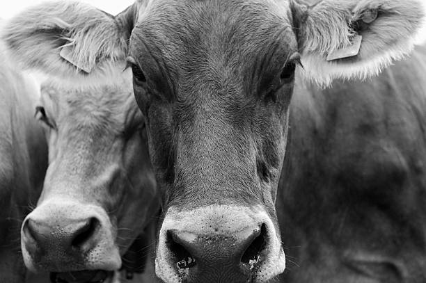 istock Cow Portrait in black and white 183034757