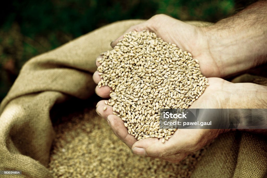 Manos ahuecadas retención de cereales - Foto de stock de Saco - Bolsa libre de derechos