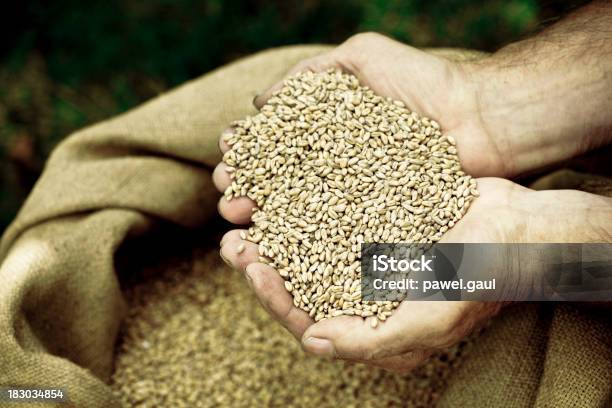 Manos Ahuecadas Retención De Cereales Foto de stock y más banco de imágenes de Saco - Bolsa - Saco - Bolsa, Trigo, Agua del grifo