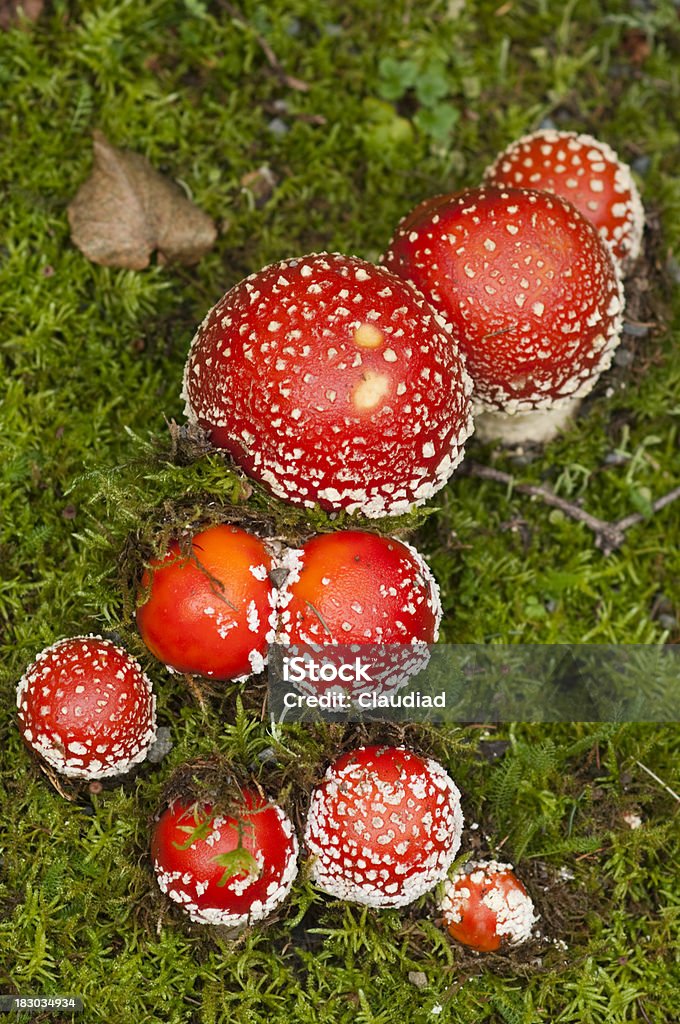 Fly agaric Pilzen - Lizenzfrei Draufsicht Stock-Foto