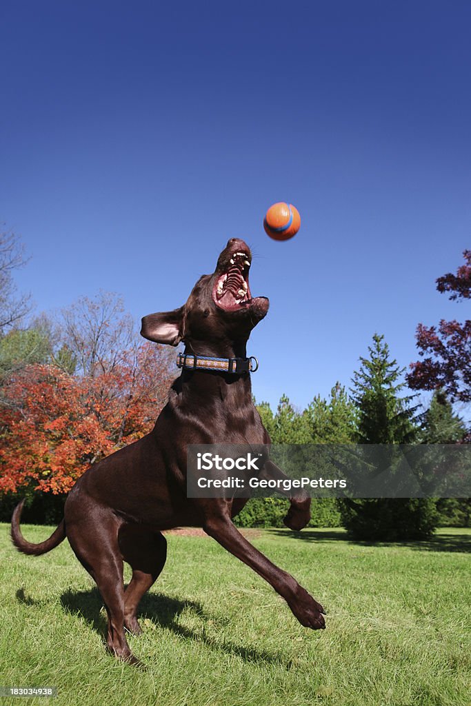 Chien regardant ballon - Photo de Automne libre de droits