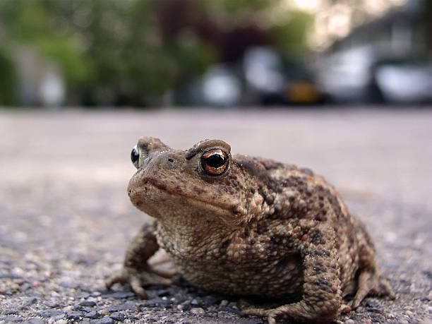 istock Close-of of toad crossing the road 183035003