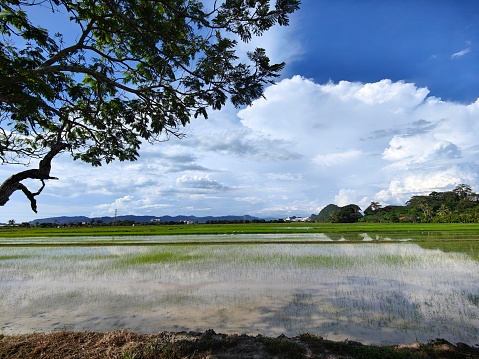 Paddy field in non-urban (village) location