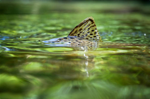 pstrąg fin - brown trout zdjęcia i obrazy z banku zdjęć